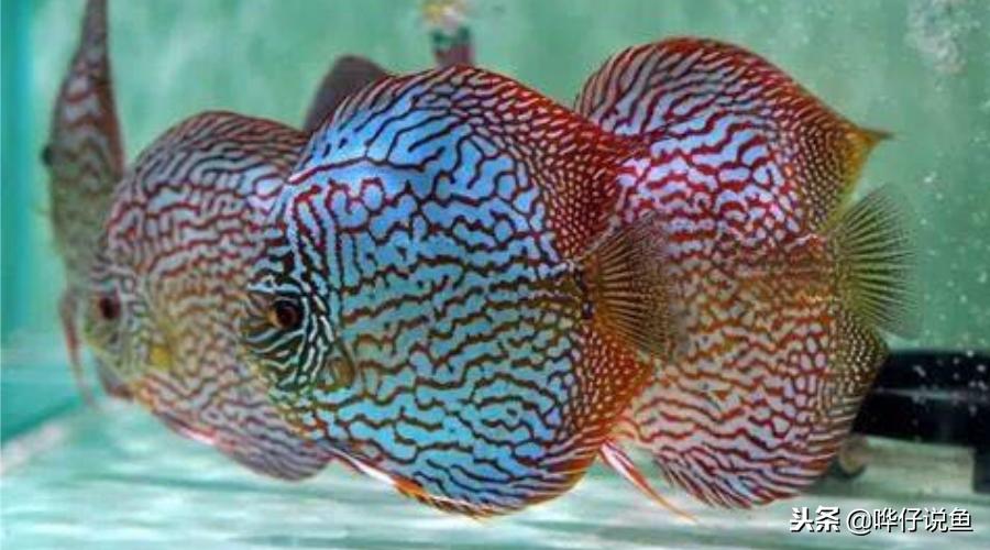 十大宠物鱼,宠物鱼排名前十的牌子