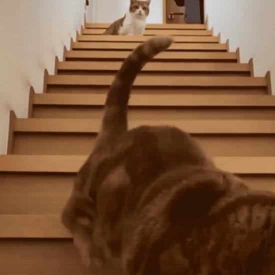 短腿兄妹,全网最火短腿猫