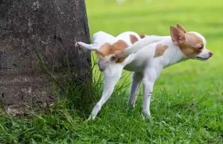 狗狗的尿液是黄色的是怎么回事,狗狗尿液黄舌头白不进食没精神