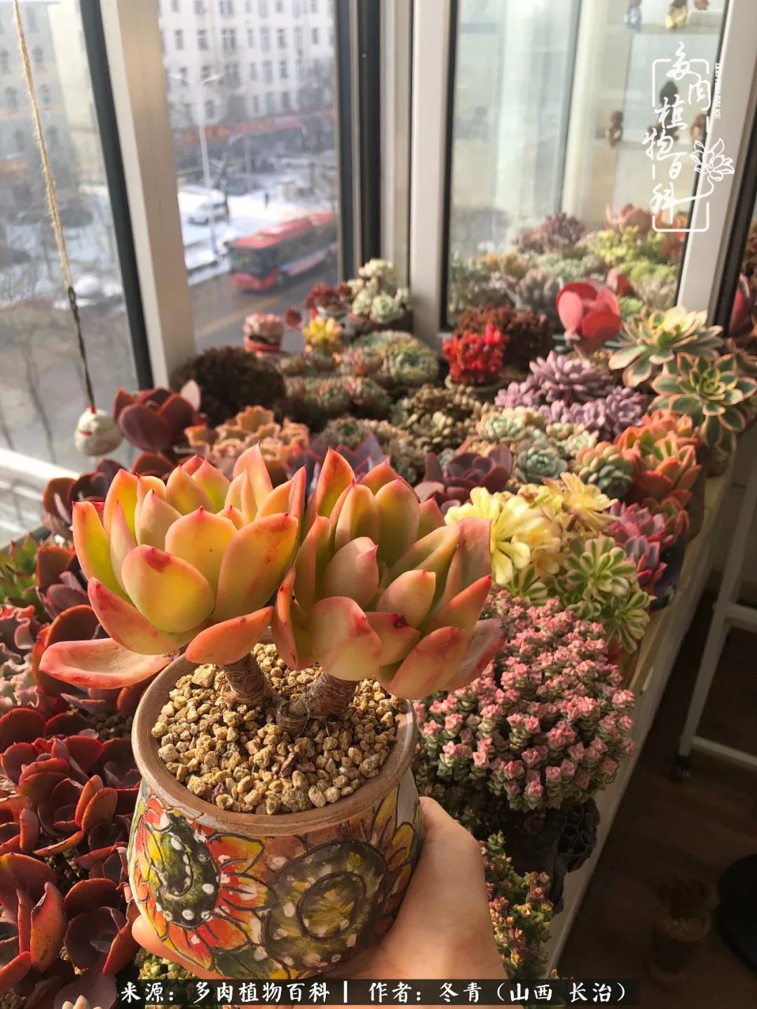 新手养的多肉怎么管理好看,阳台养多肉正确方法