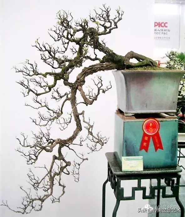 文人杂木盆景精品欣赏,可以做盆景的杂木图片大全