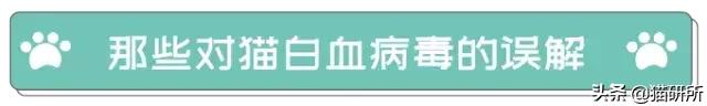 猫白血病病毒（FeLV）感染≠猫白血病≠安乐死