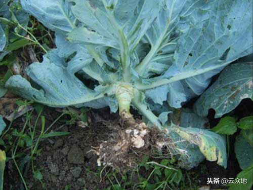 盆栽蔬菜根肿病的防治,蔬菜根肿了怎么处理