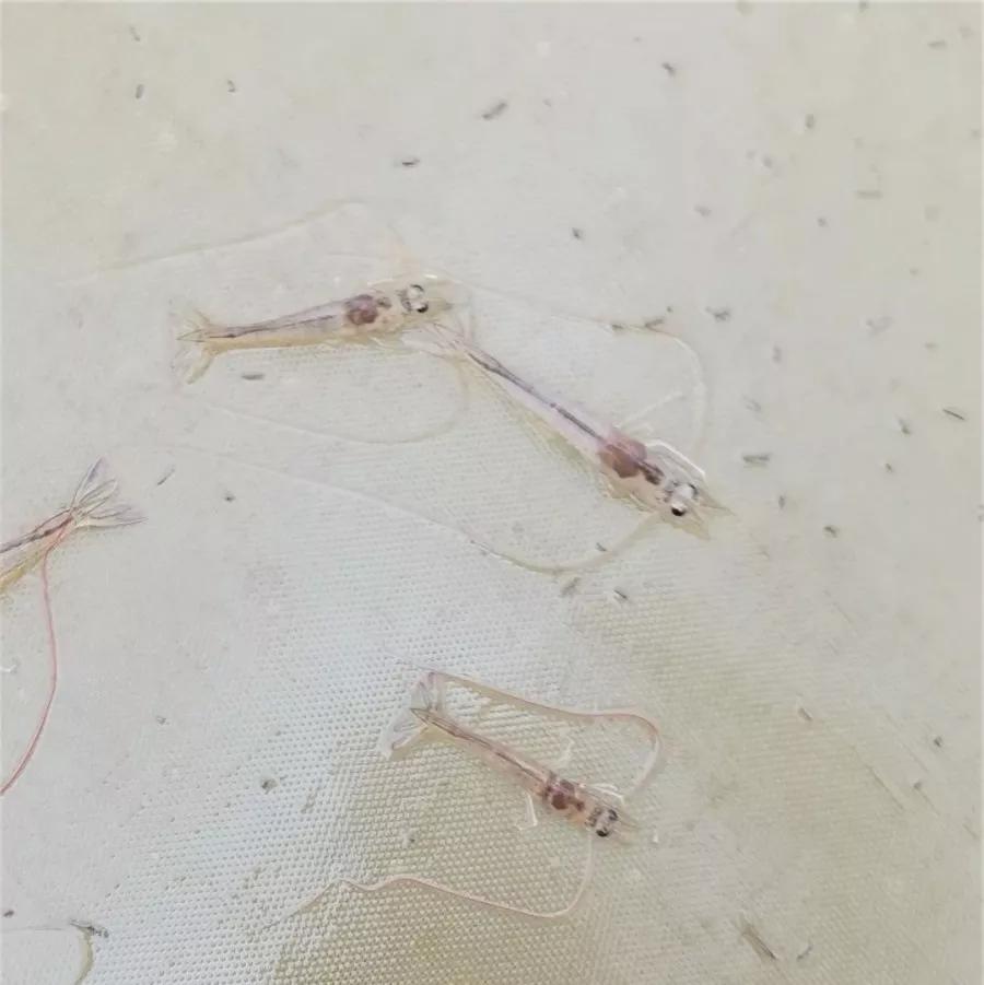 对虾转肝不成功如何补救,对虾拖便最佳处理方案