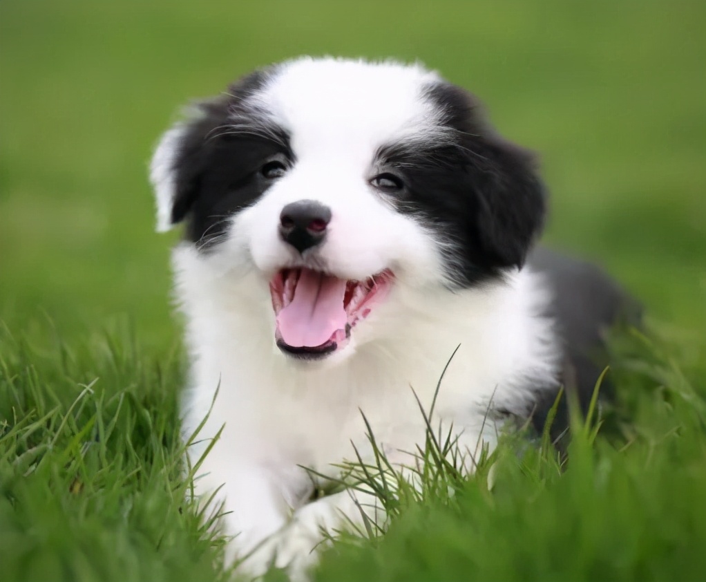 边牧智商第一为什么不做警犬,边牧那么聪明为啥当不了警犬