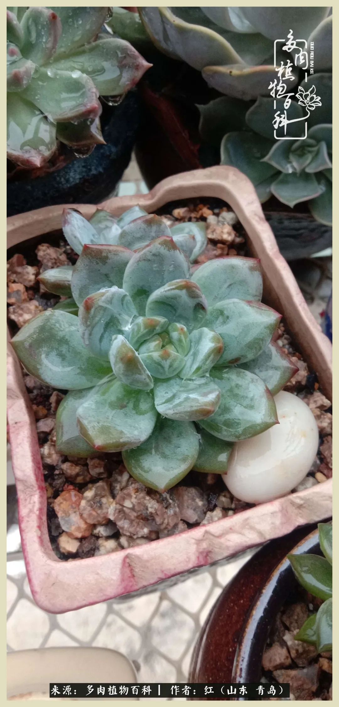 度夏多肉秋天发根,度夏坚强活下来的肉肉们