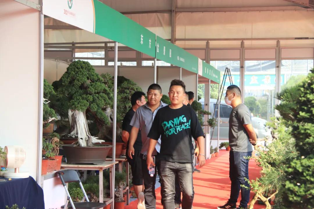 花木盆景活动,秋冬季花木节盆景展