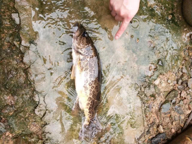路亚野钓鳜鱼用多长竿,路亚竿野钓鳜鱼