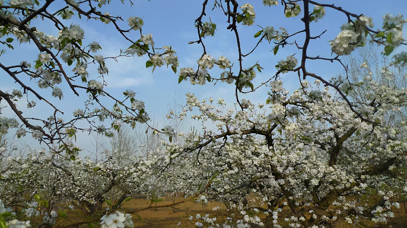 霸州踏青,霸州附近看花踏青好去处