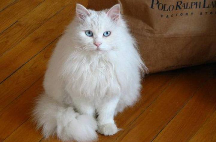 中华田园猫12个品种图小奶猫,中华田园猫12个品种图哪个最好养