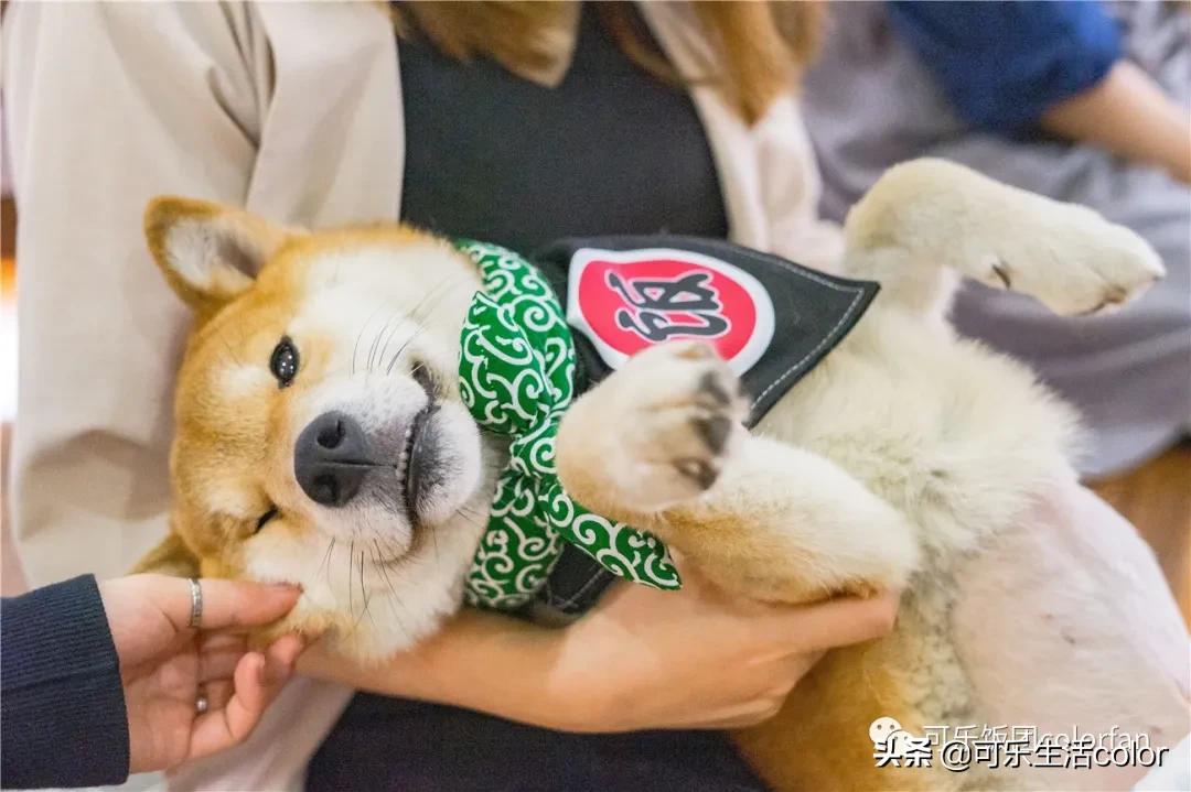 撸柴犬店广州,撸柴宠物乐园