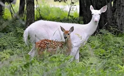 世界最罕见的十个杂交动物,不忍直视世界罕见的十大变异动物