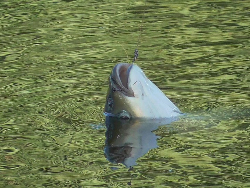窝料说实话 (实战窝料)