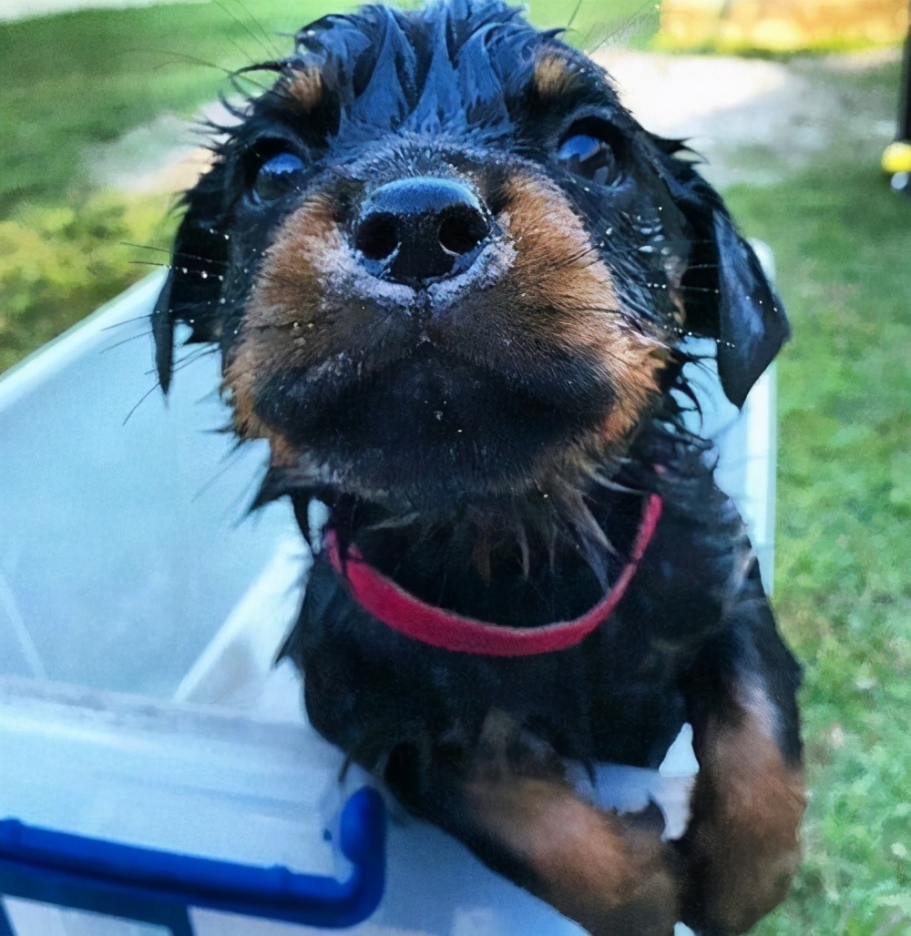 忠诚狗狗的名字叫什么,只对女主人忠诚的狗狗