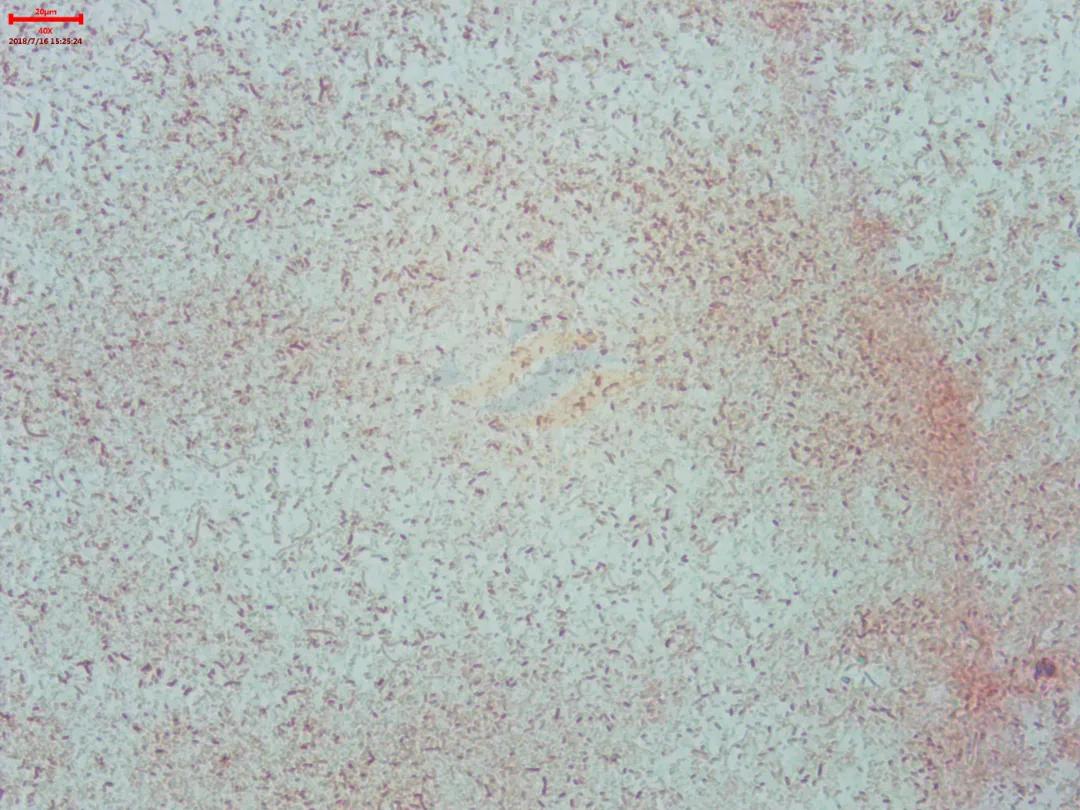 鱼得了肠炎还能活多久,生鱼烂身治疗