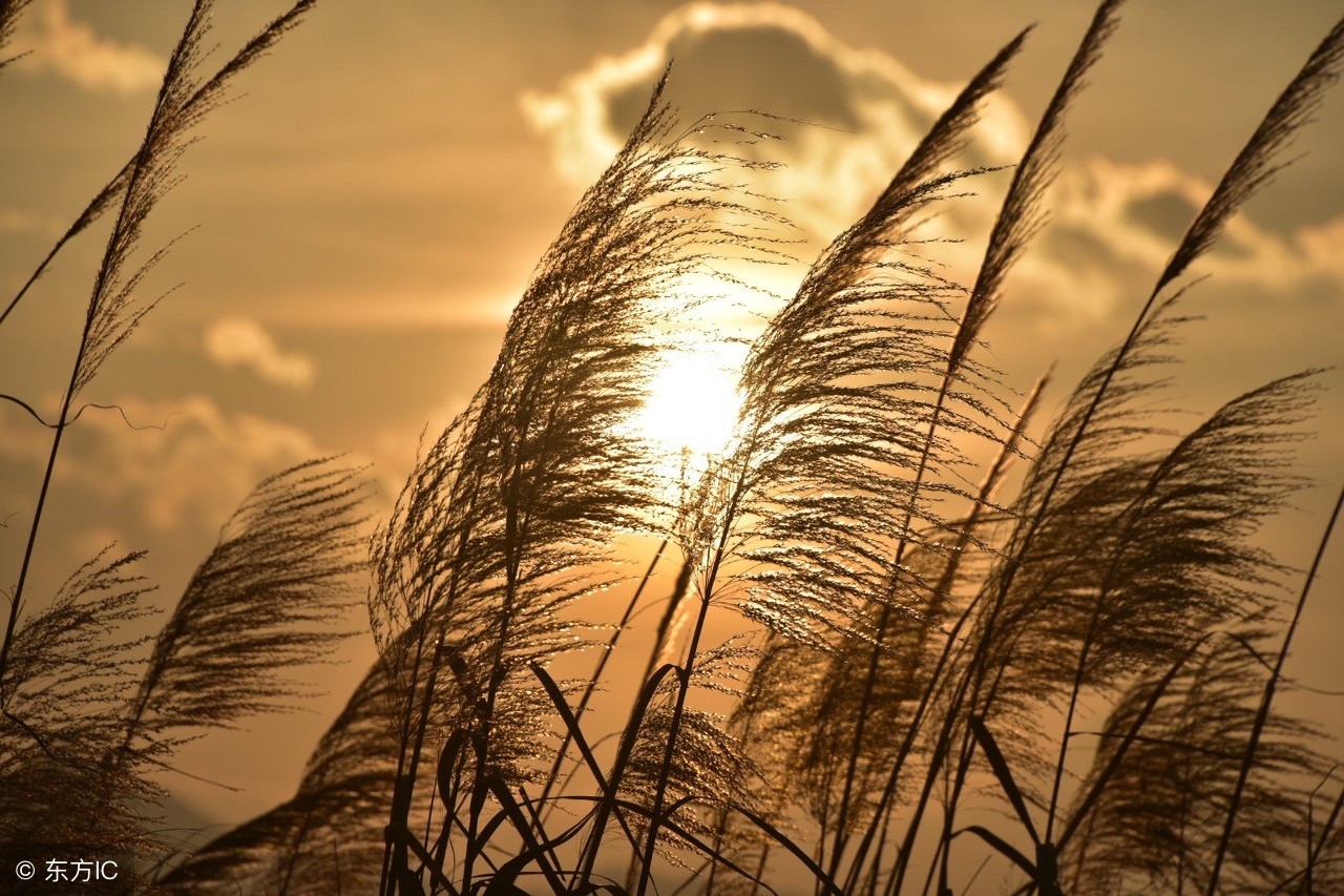 淡看沉浮浅笑安然岁月静好,浅笑安然只愿此生岁月静好