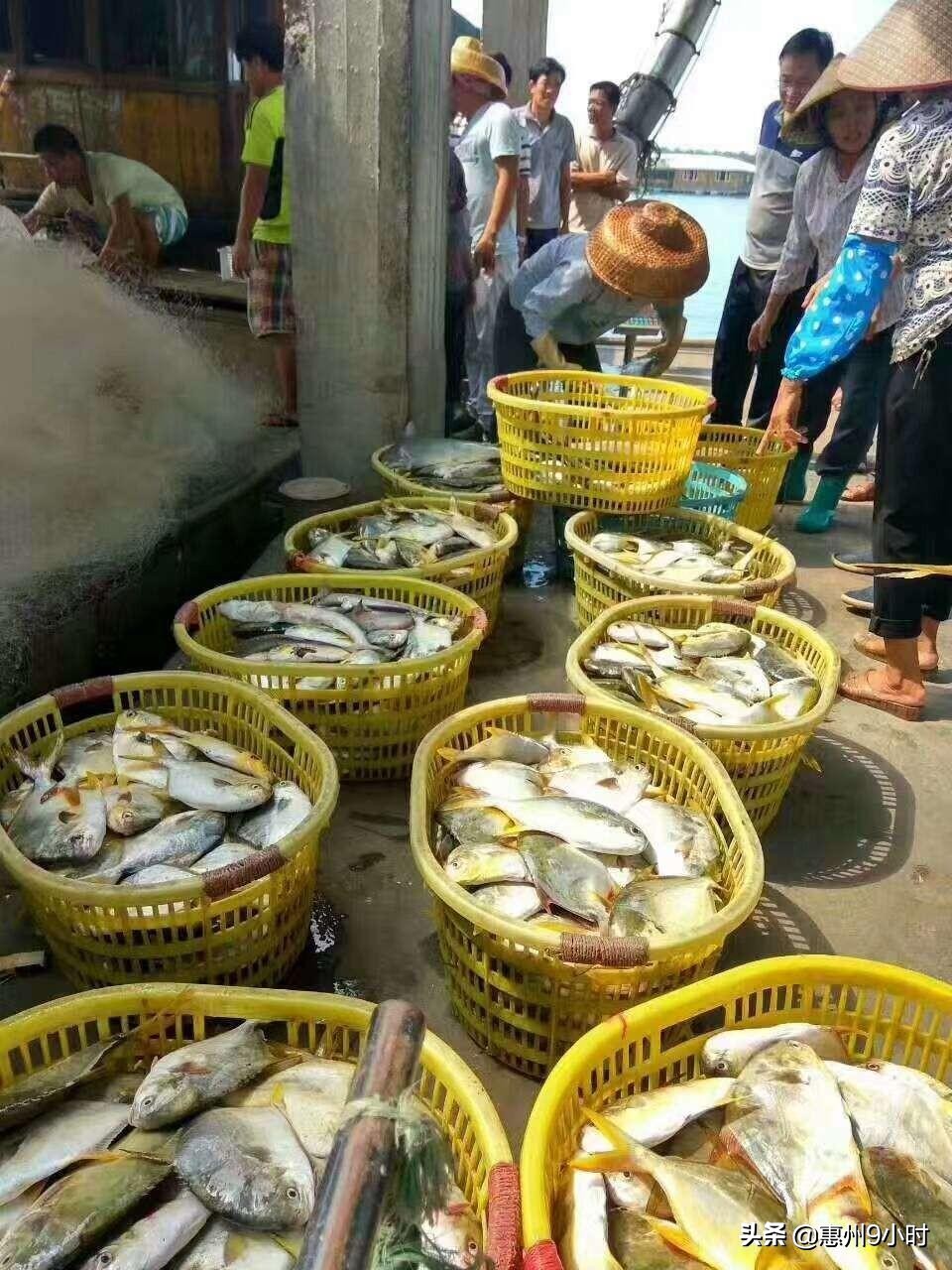 金鲳鱼和银鲳鱼哪个更有营养价值,金鲳鱼和小鲳鱼哪个更有营养