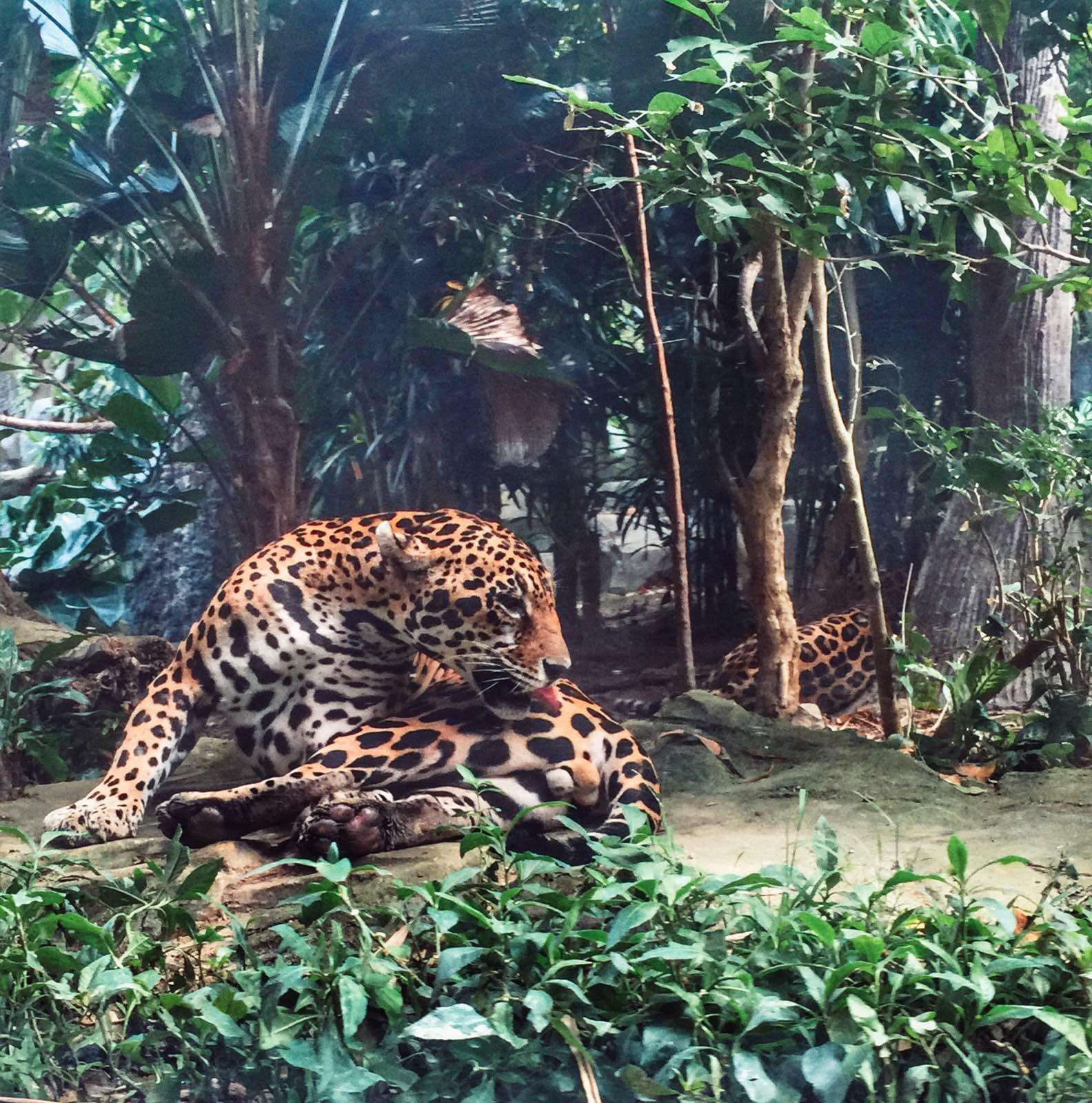 新加坡三个动物园哪个最好,新加坡动物园哪个最值得去看