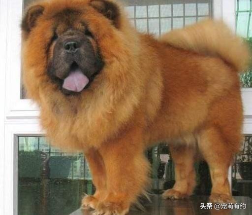 新手喂养松狮犬需要注意哪些问题,松狮犬好养吗如何饲养松狮犬