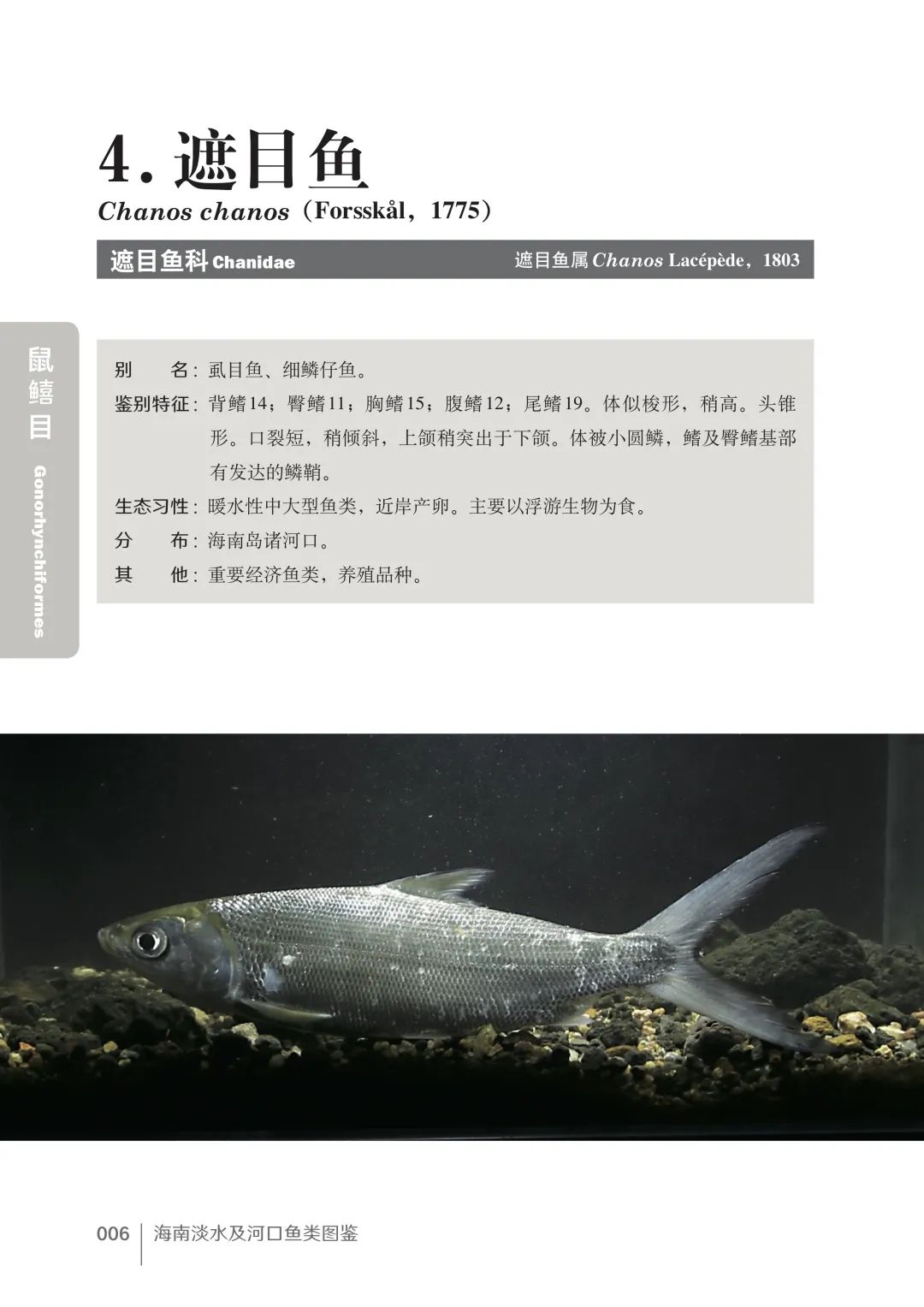 盘点那些大到离谱的淡水鱼,各种淡水鱼你认识吗