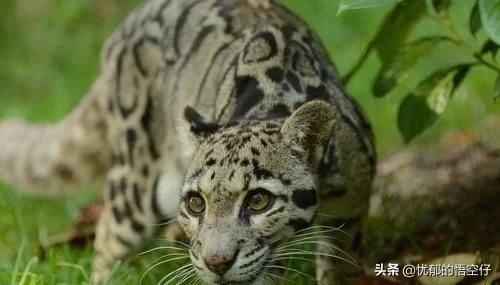 中国“小剑齿虎”，地上吃野猪、上树吃猴，挺过640万年今濒危！