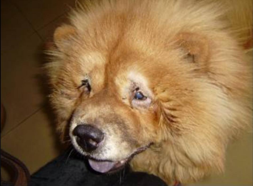 狗狗眼型怎么割双眼皮,狗狗双眼皮手术恢复