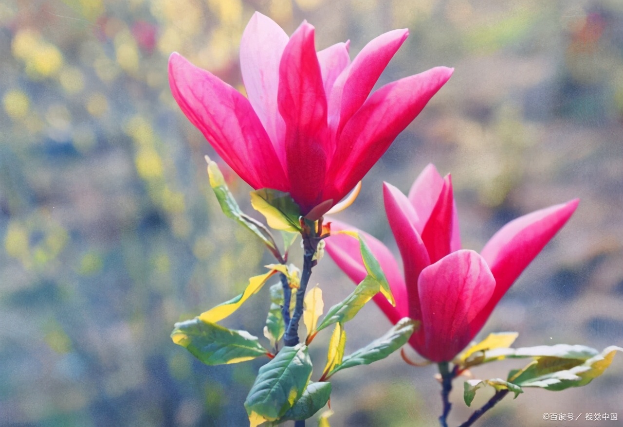 江南四大才子文徵明眼中的玉兰是什么样子？不仅美，还特别有诗意