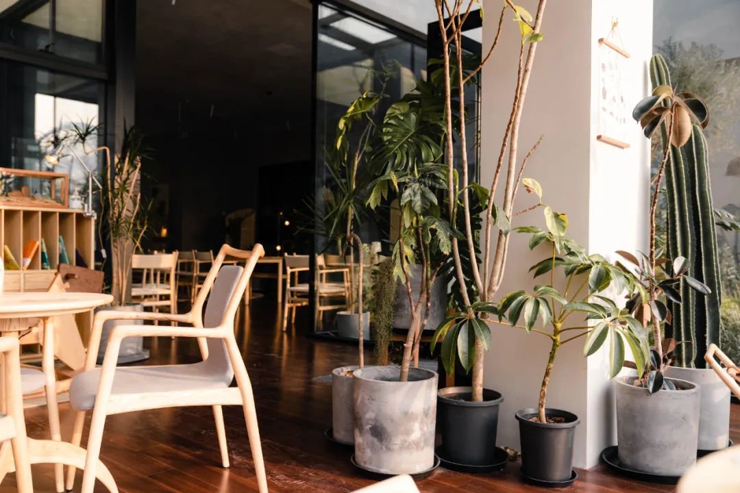 京城首家！探秘最热门“一尺花园”咖啡馆，西山脚*体下**会海派腔调