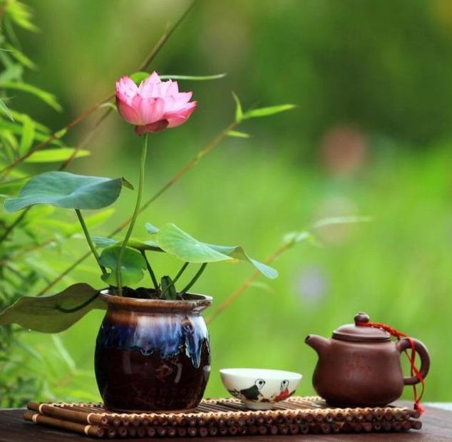 赏荷花情景教学,江南荷花开西湖赏荷寻味攻略