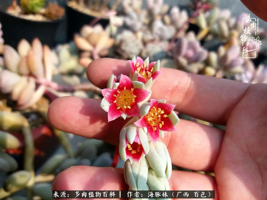 七月的雨,八月的风,多肉植物,我还是喜欢你