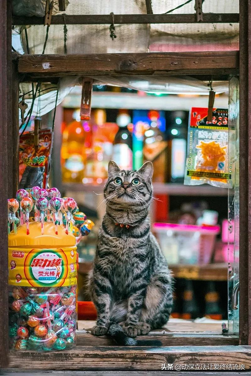 中华田园猫的寿命一般有多少年,中华田园猫哪种捉老鼠最厉害