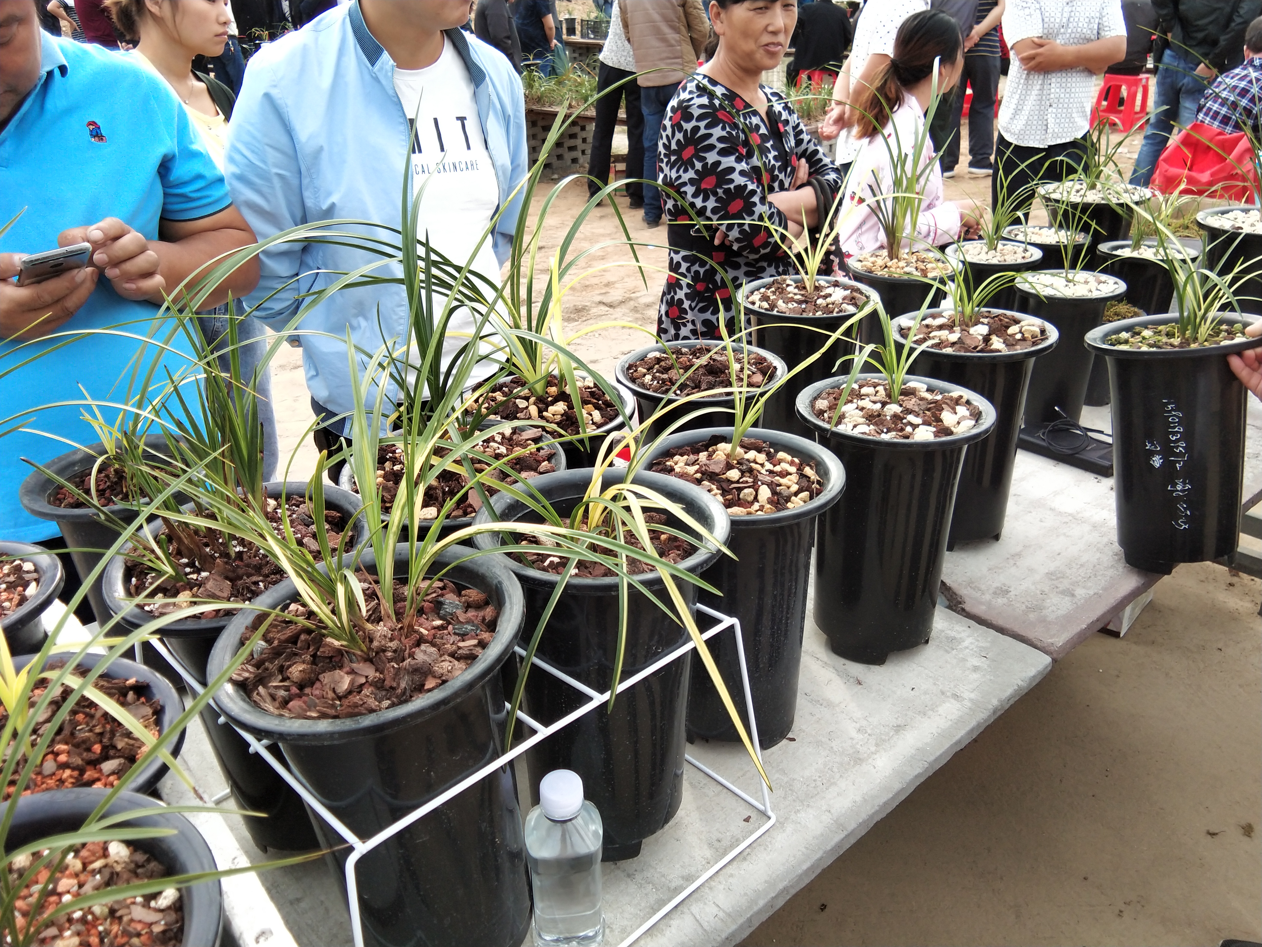 金边兰花价格多少钱一棵,便宜的出名金边兰花