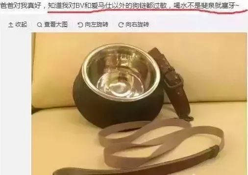 哪些明星养猫最好养,盘点明星们养的宠物