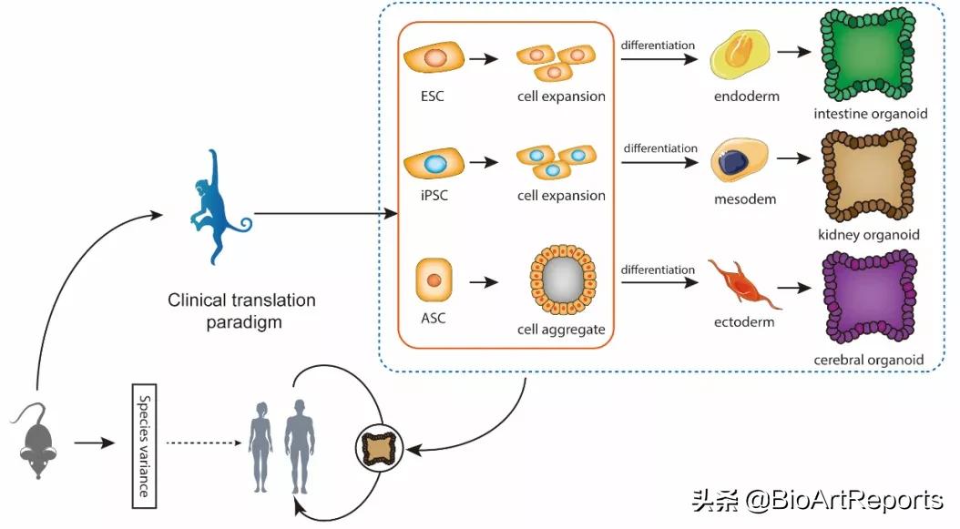 crisprcas9基因编辑技术应用,基因编辑技术综述