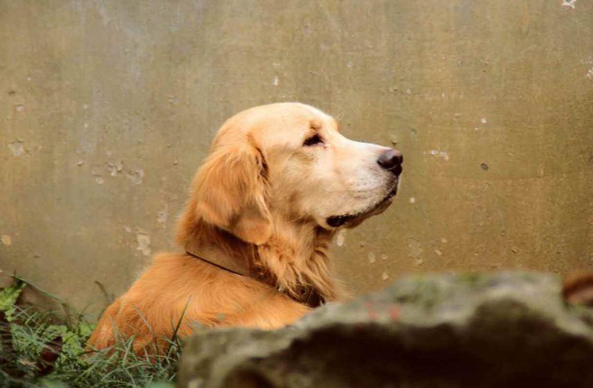 养一条金毛是什么样的体验,养狗狗的基础知识8个月金毛