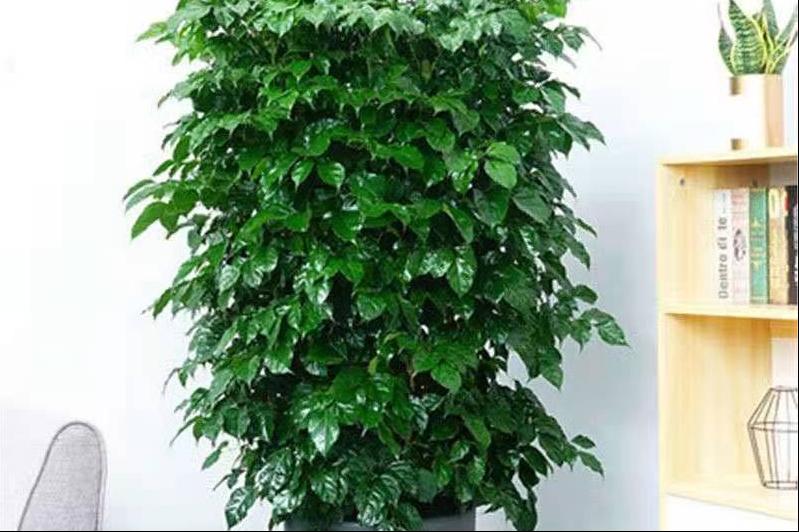 绿宝树叶子枯萎是什么原因,绿宝树叶子一半绿一半干枯