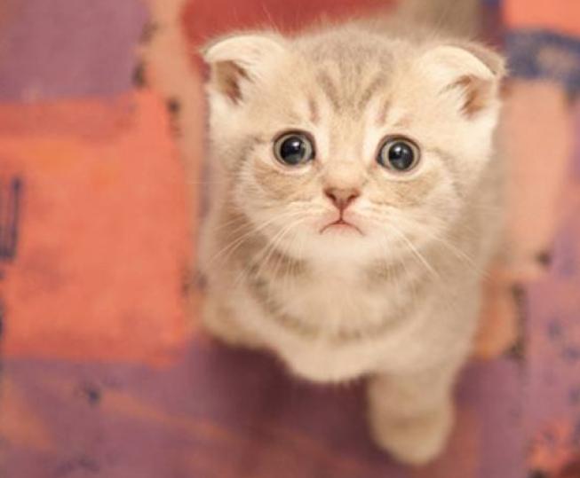 刚养猫怎么防止猫咪抓人,刚到家的小猫喜欢咬人