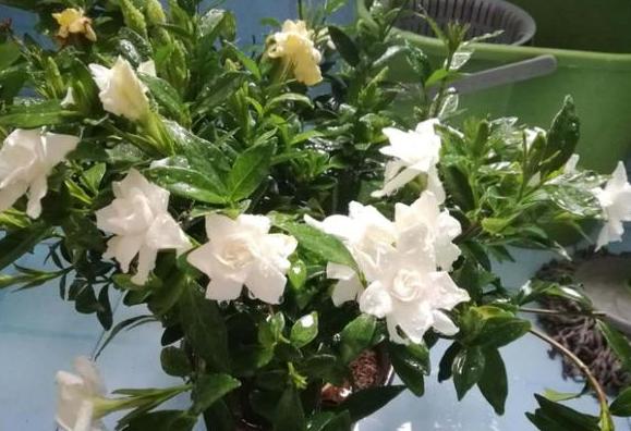 小苏打怎么养花才能让它开花,小苏打怎样使花卉生根