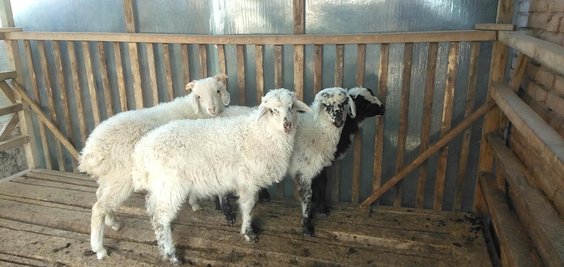 养羊的利润与成本真实列表,养羊的利润一般在多少