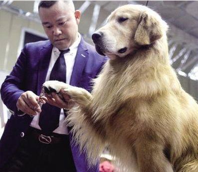 为什么狗狗一到宠物店就害怕,为什么狗狗害怕进宠物店和医院