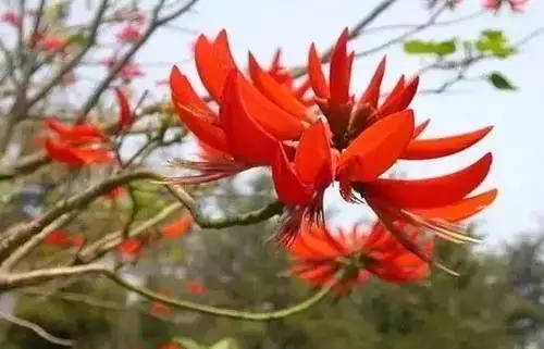 以桂花为市花的城市有哪些,中国每个城市的市花是什么