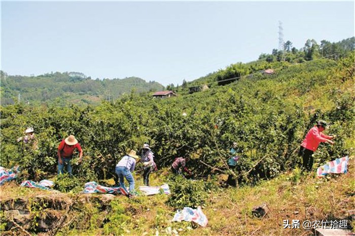 去年砍掉核桃树改种，如今却遇大跌价，这果子怎么了？