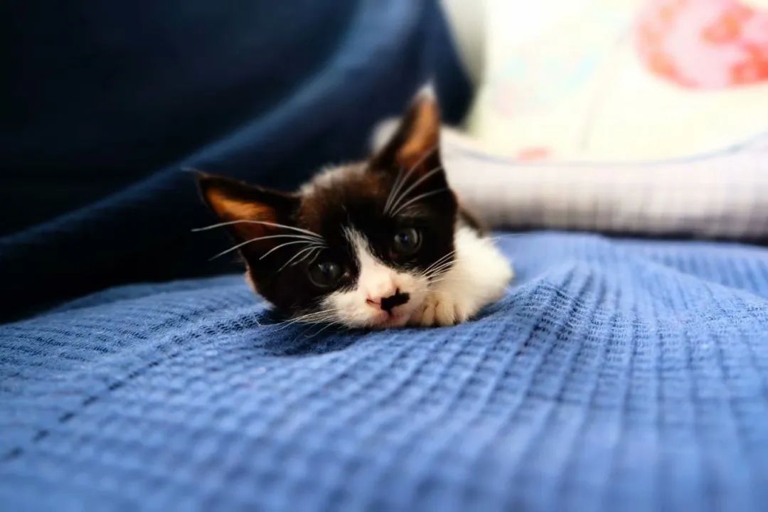 毛孩子散步回家,毛孩子去新家从此不再流浪