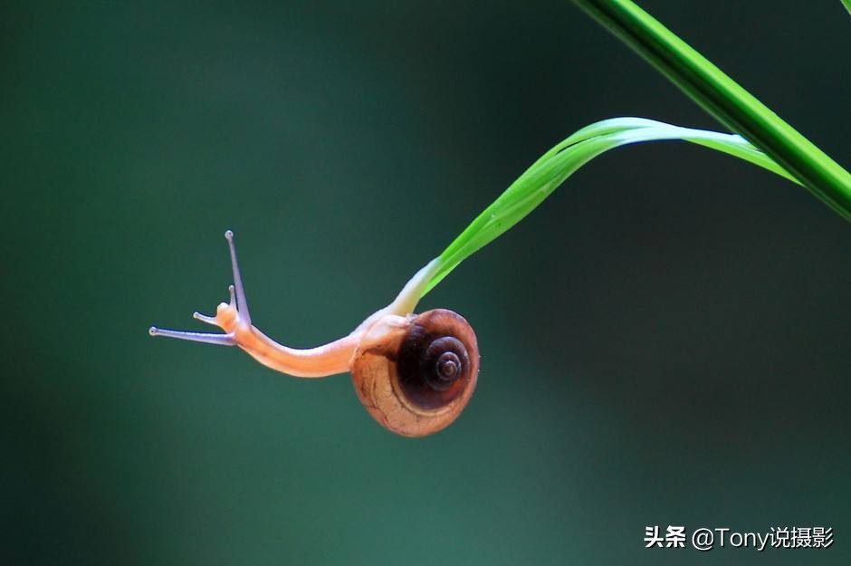 iphone12微距拍摄技巧,摄影微距怎么拍