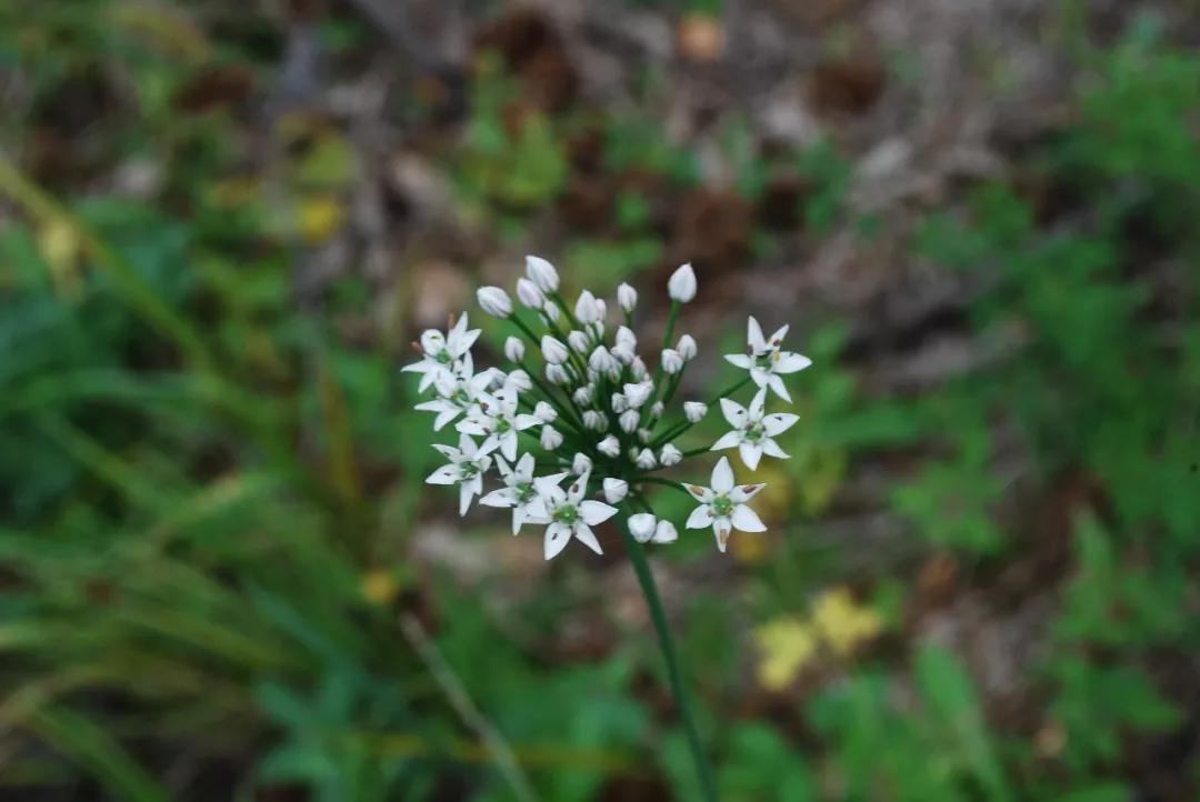冬天常见中药植物图片及功效,花期长的草本植物图片
