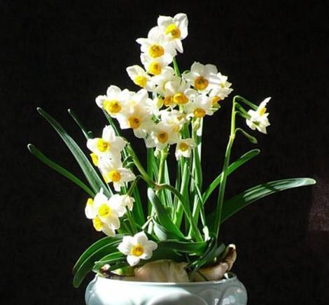 水仙花怎么养得又矮又壮开花快,不会养栀子花教你6个方法