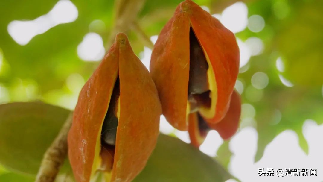 七八月，清西人多了一种“口果”，美味