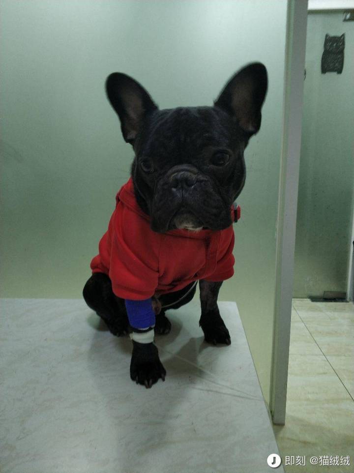 公猫膀胱结石手术,公犬尿道结石手术