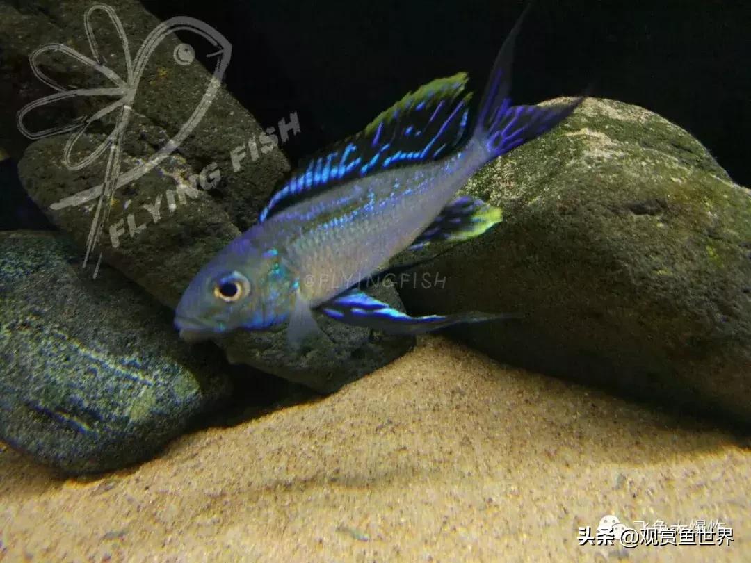 坦湖慈鲷蓝波价格,三湖慈鲷品种图鉴