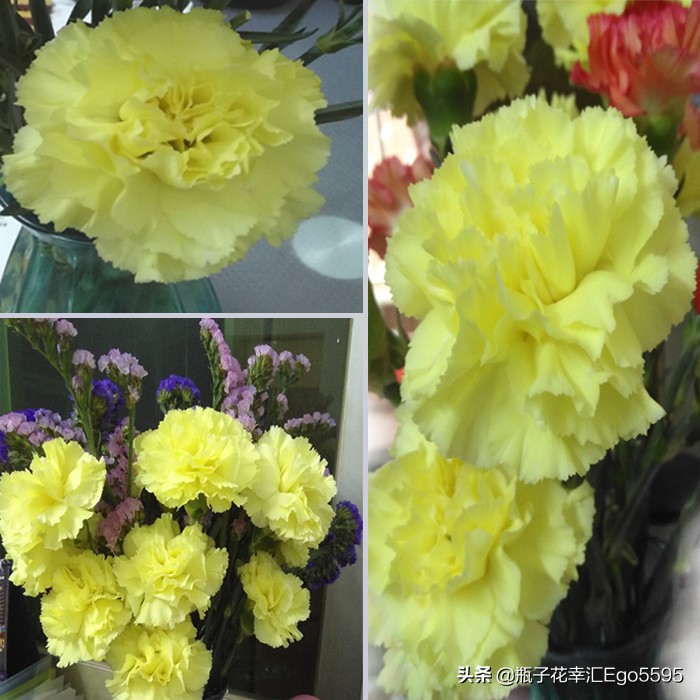 父亲节的鲜花,父亲节买什么鲜花比较好看